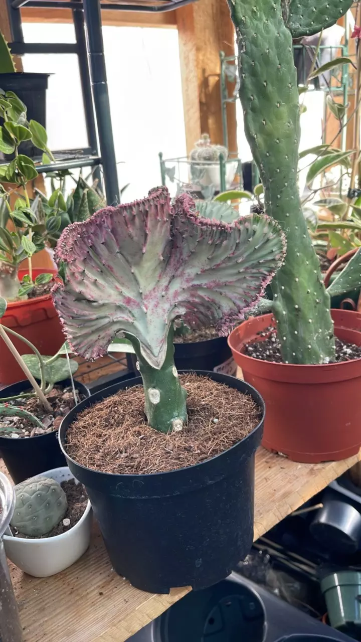 plant/mermaid tail cactus-0