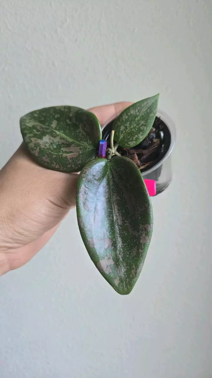 plant/🦄💖Hoya Wibergiae 'Pink Crush' (DMW-001-U) #9054-0