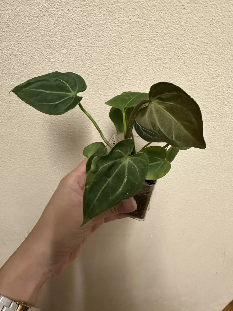 plant/Anthurium bessiae x unknown (growers choice)-2
