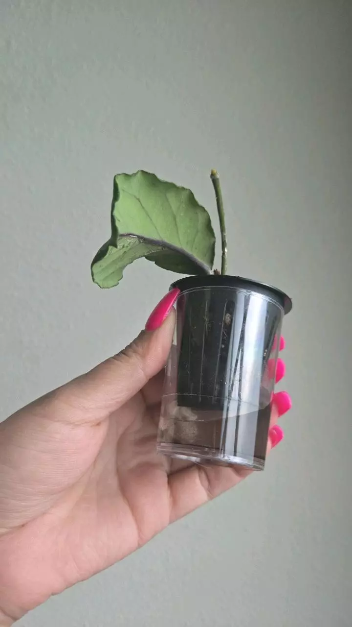 plant/Hoya sp Gunung Leuser 'Monohara'-1