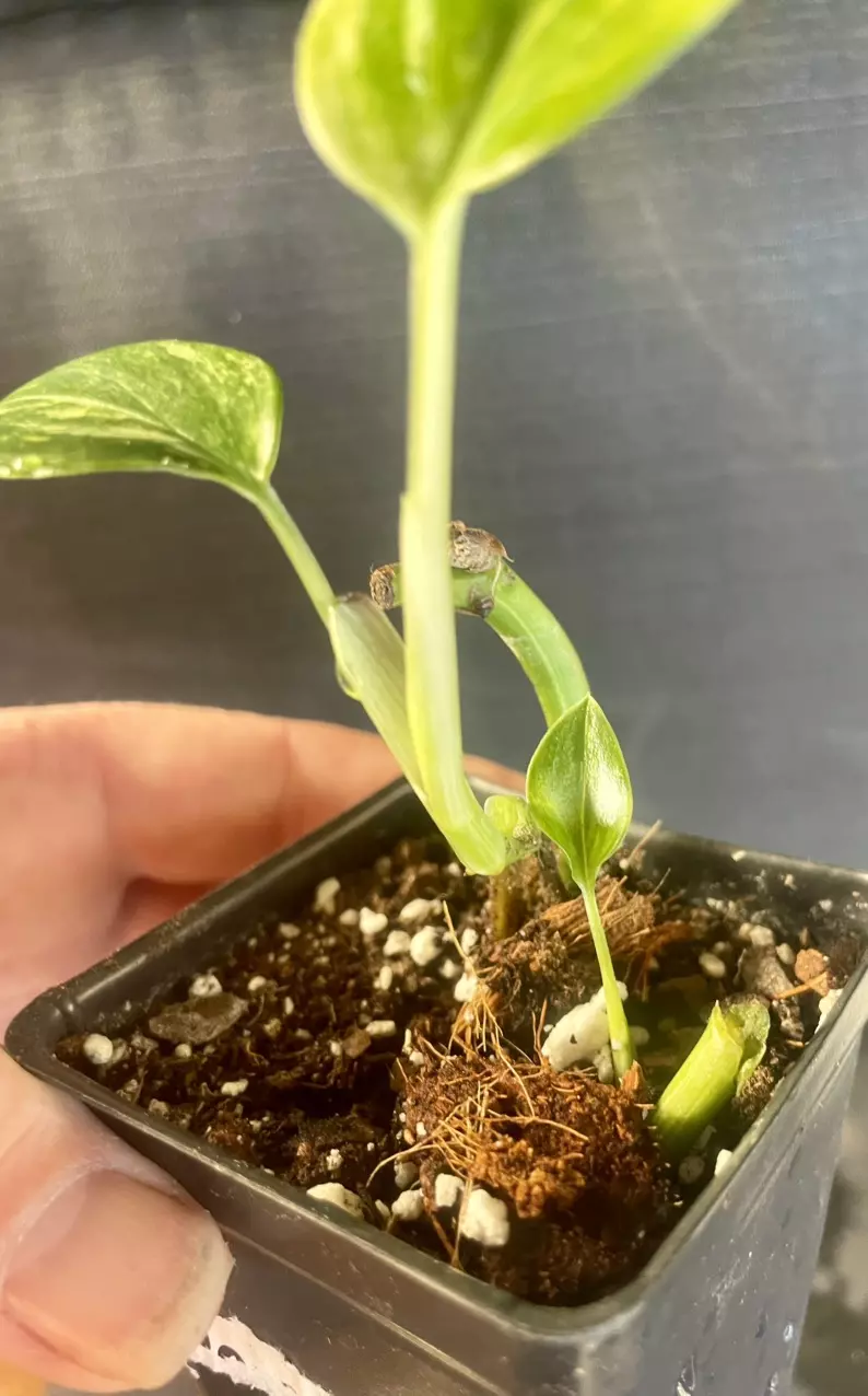 plant/Monstera standleyana aurea-1