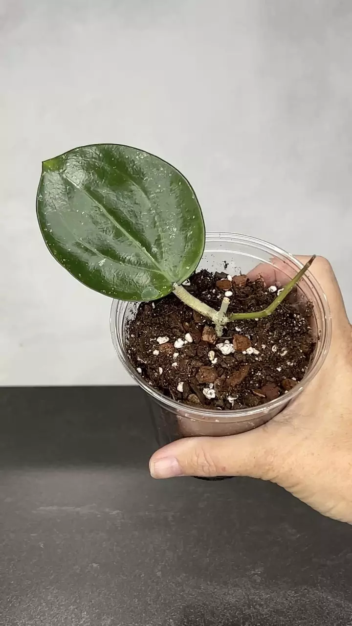 plant/Hoya sp. Da Lat)-0