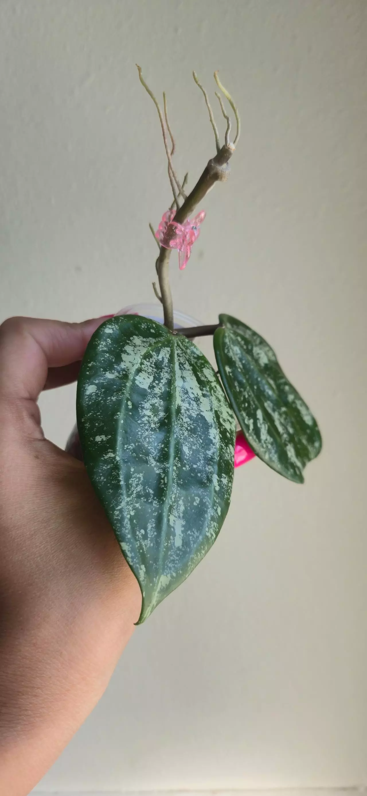 plant/Hoya Latifolia 'MRH' #9036-1
