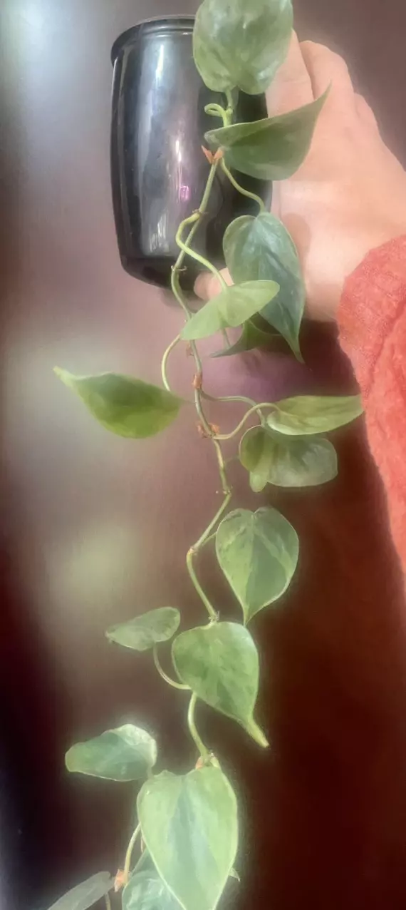 plant/Variegated heart leaf-3