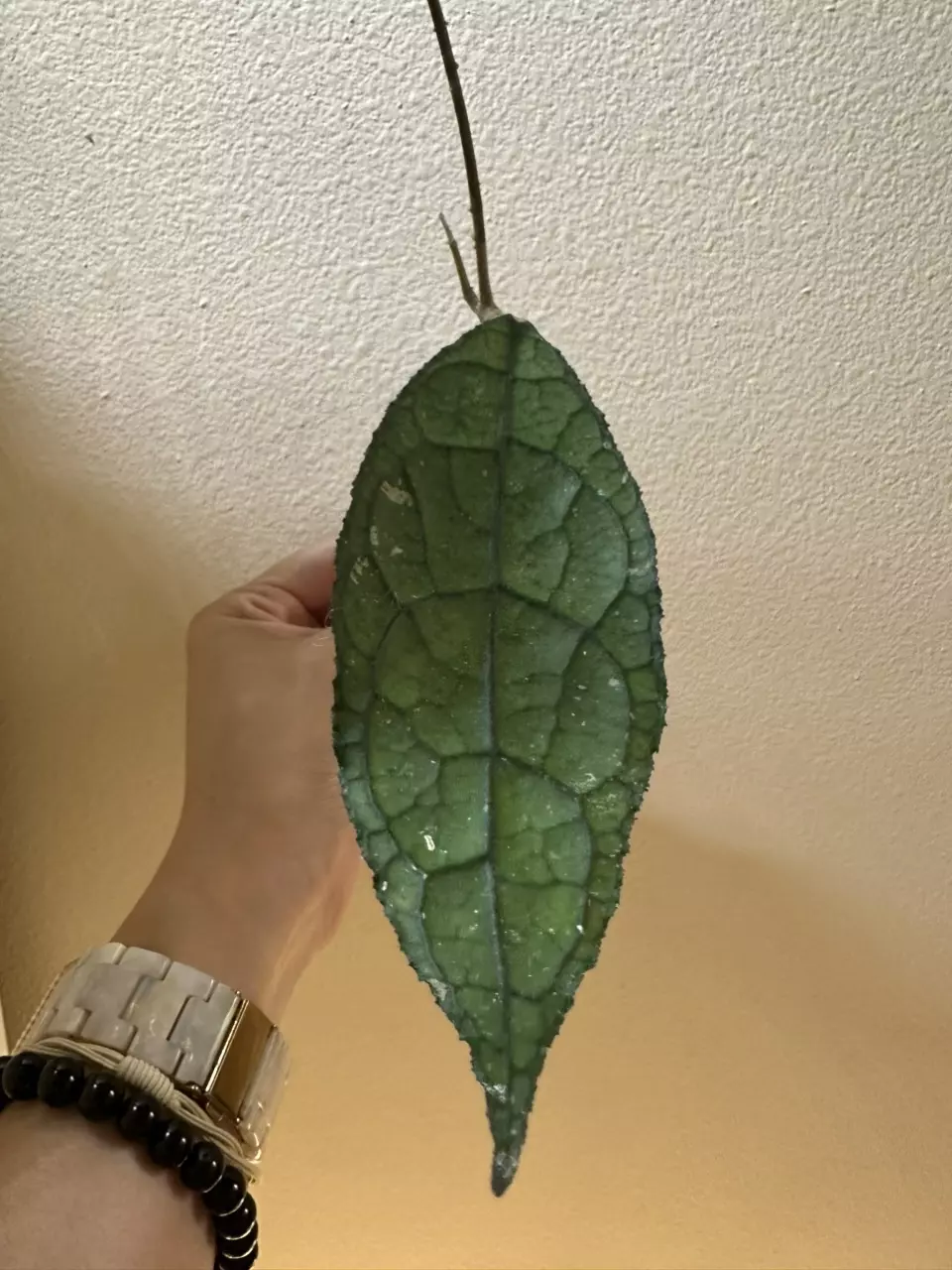 plant/Hoya clemensiorum with new growth point!-0