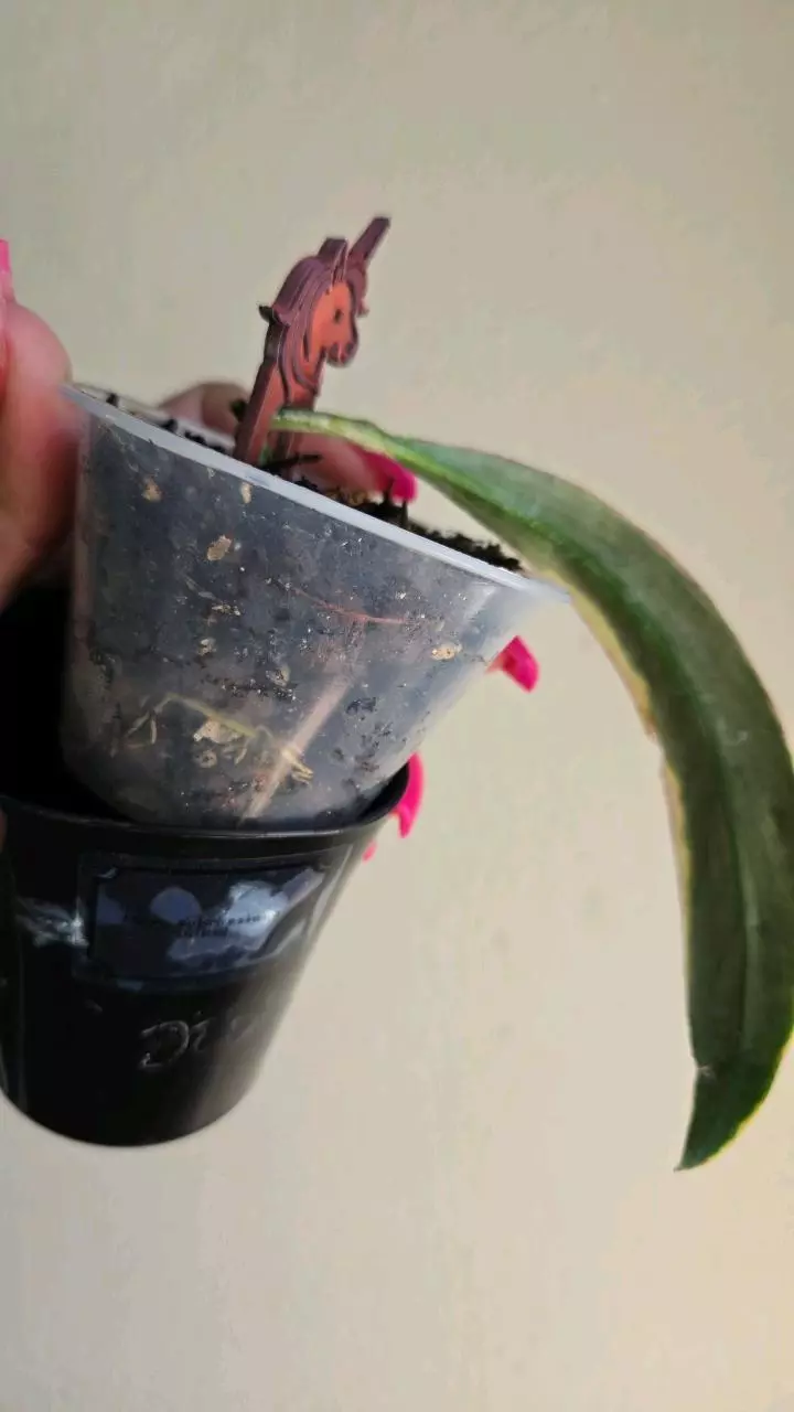 plant/Hoya Sulawesiana Albo in swp-4