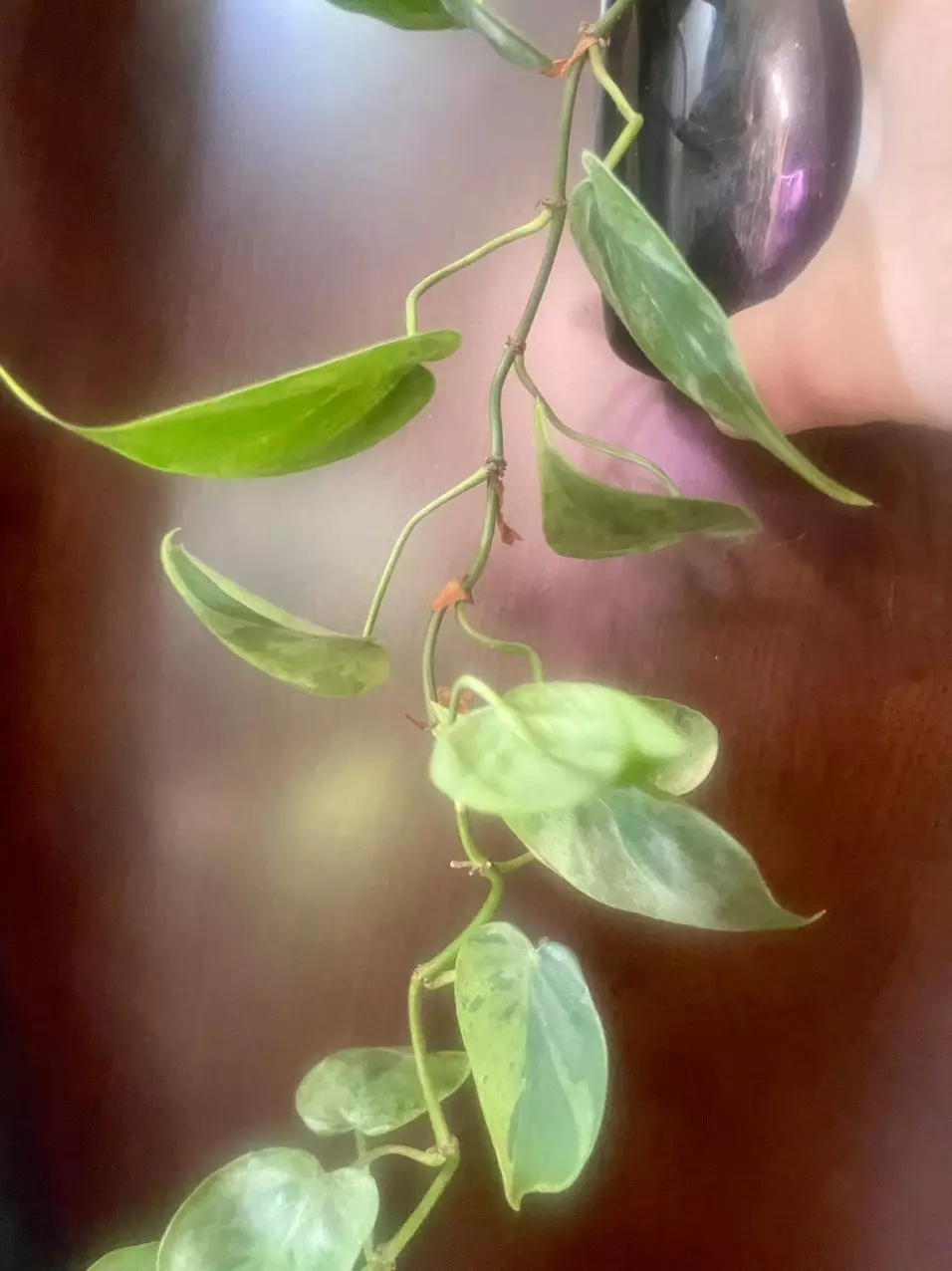 plant/Variegated heart leaf-0