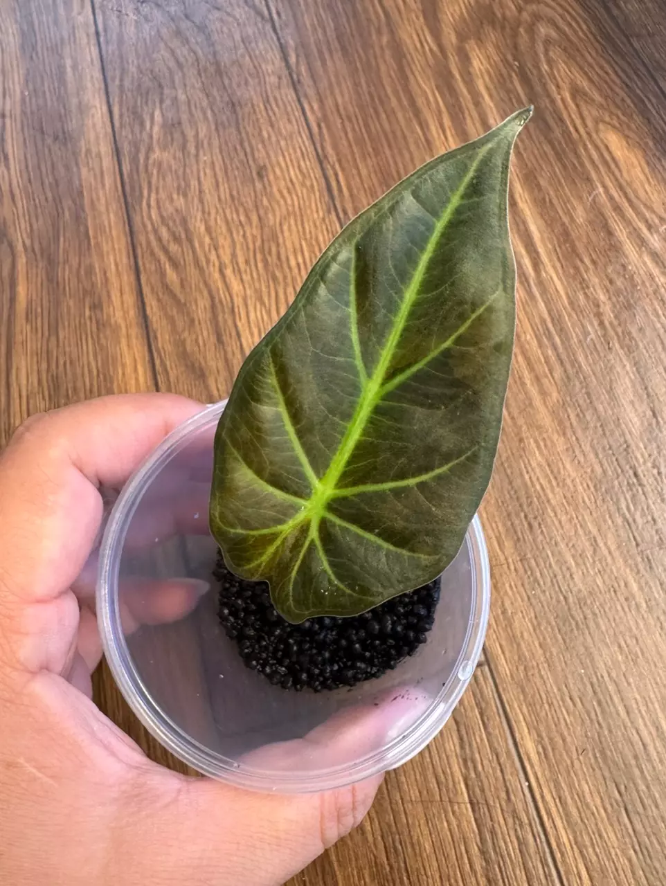 plant/Alocasia Regal Shield Aurea-0