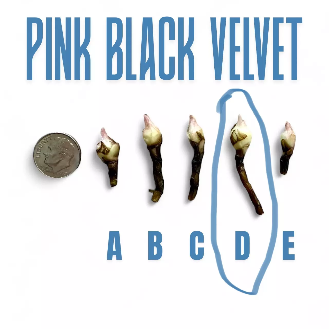 plant/255 Alocasia Pink Black Velvet - CORM D ONLY!-0
