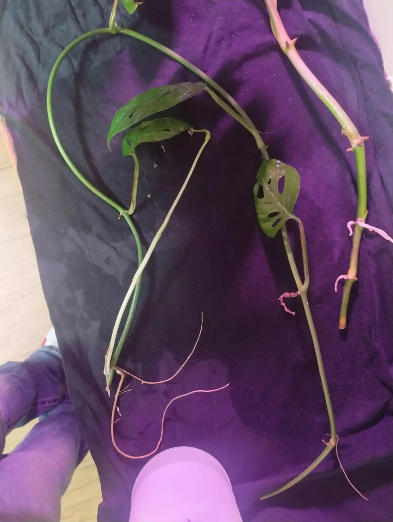 plant/5 Rando Cuttings (not included in BOGO special)-6