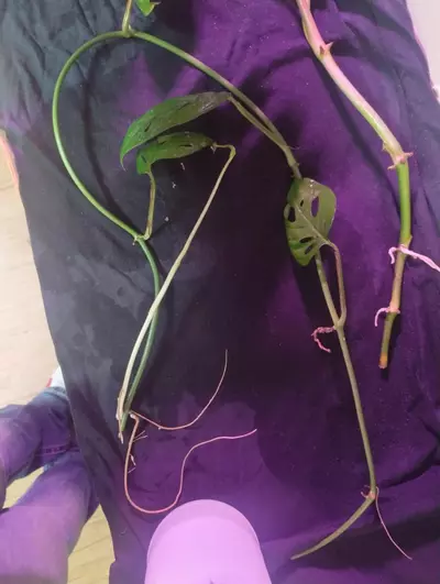 plant/5 Rando Cuttings (not included in BOGO special)-6-thumbnail