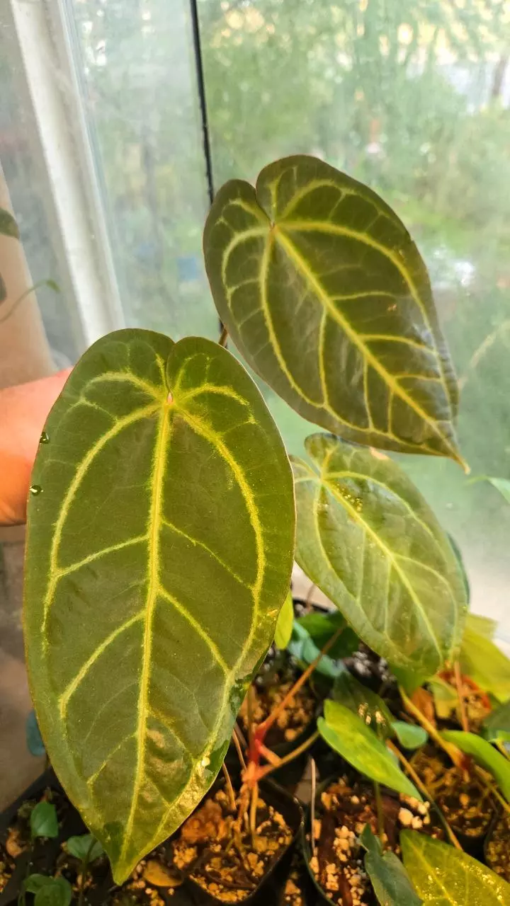 free_shipping/Complex hybrid (ADD ON ONLY)-1