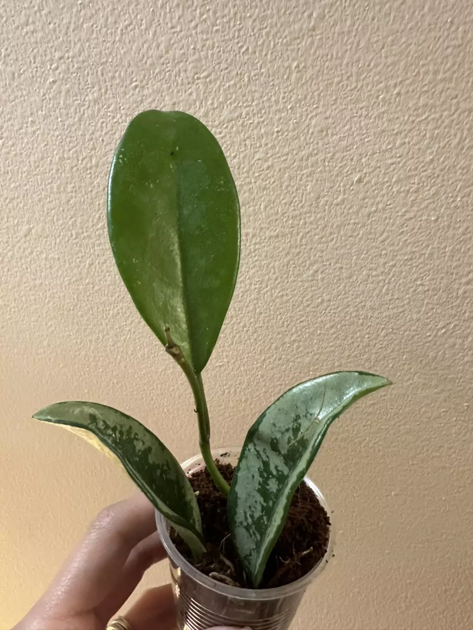 plant/Hoya silver moon/AH 074-0