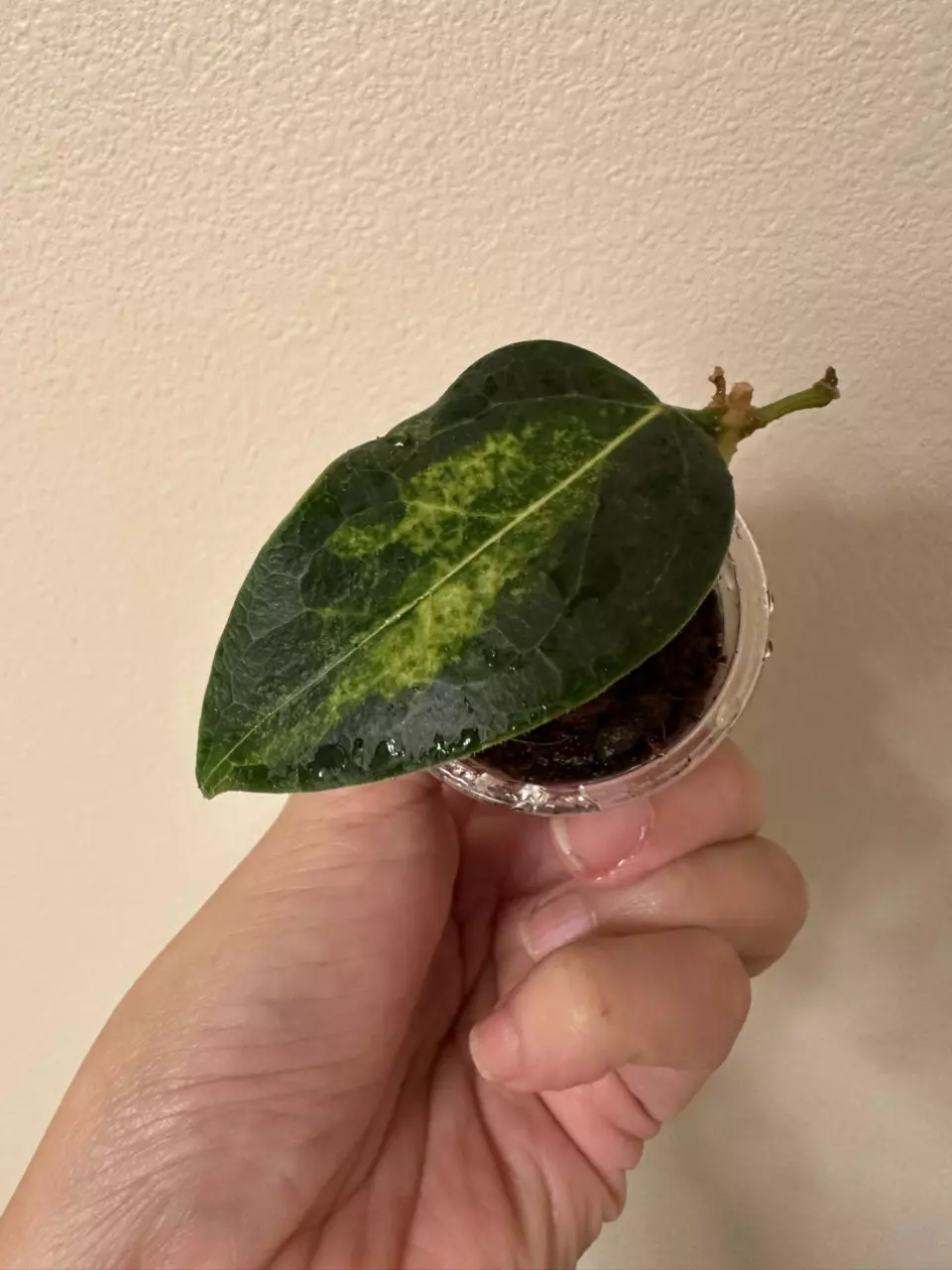 plant/Hoya dennisii frida-0