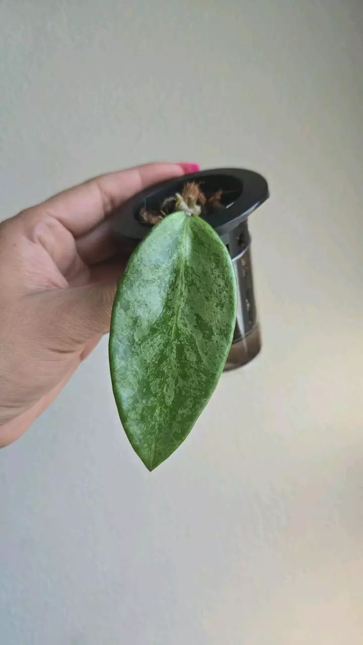 plant/Hoya Rime Splash #8319-0