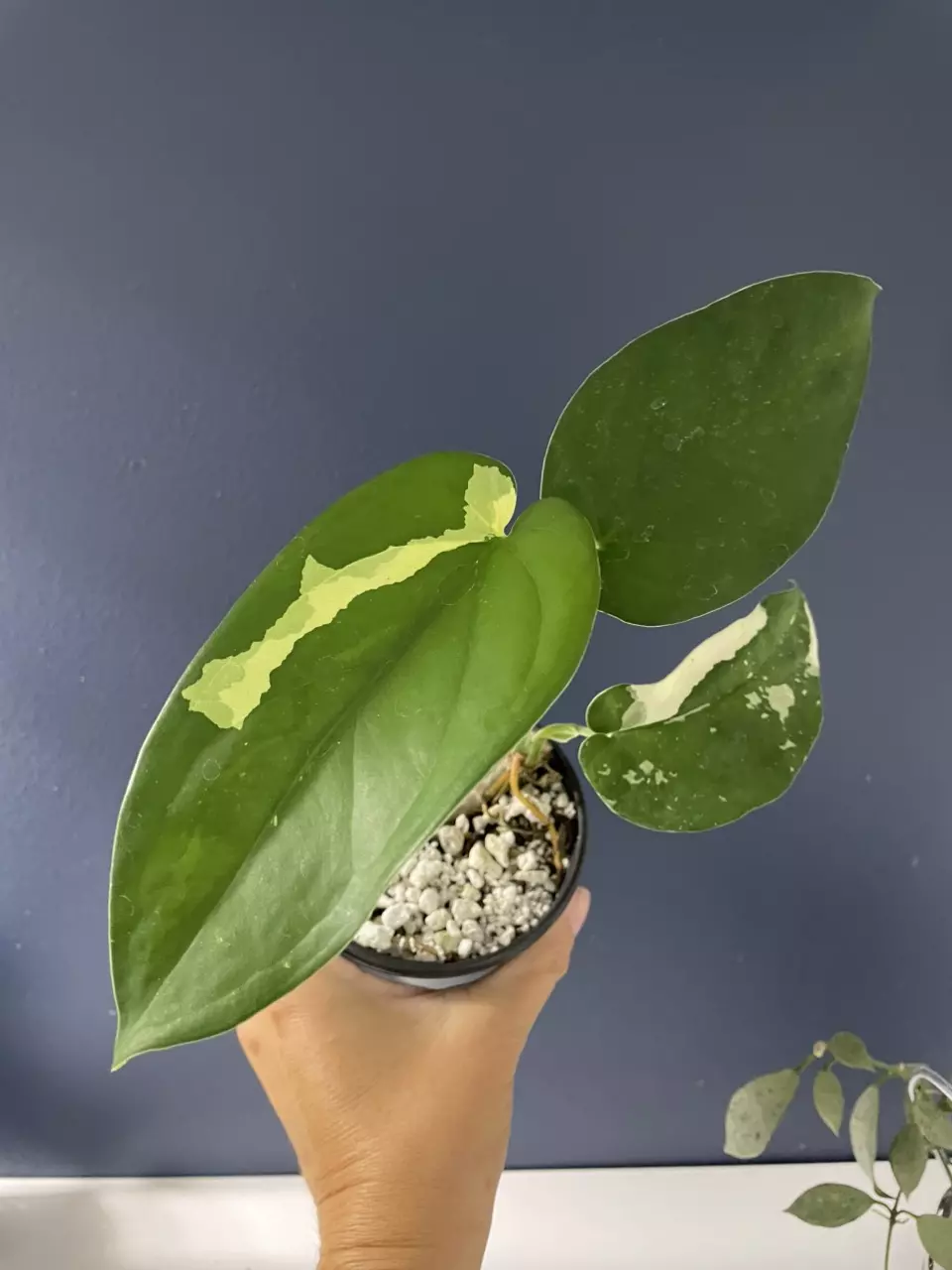 plant/Syngonium  Chiapense variegated-0