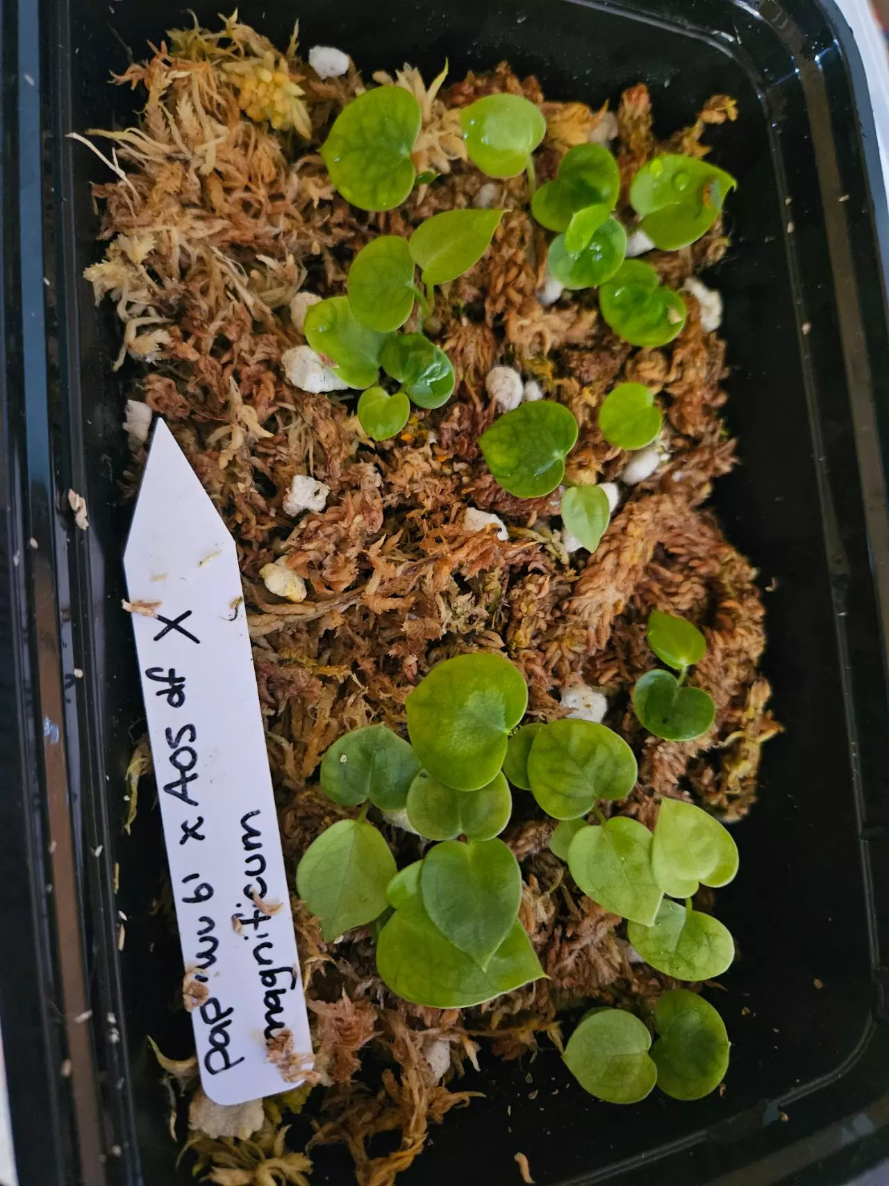 plant/1 seedling 1-2 leaf sprout-1