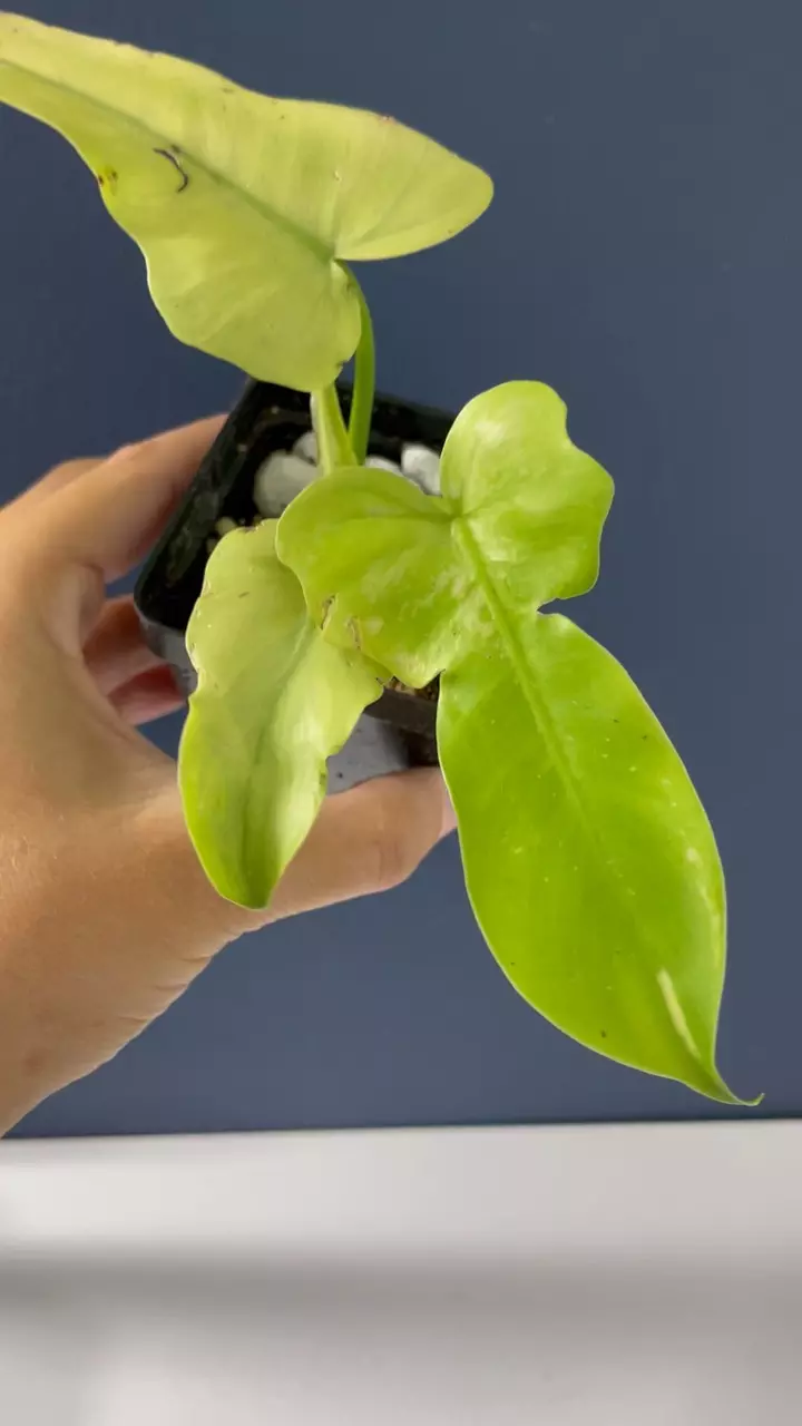 plant/Philodendron, golden dragon, mint variegated-1