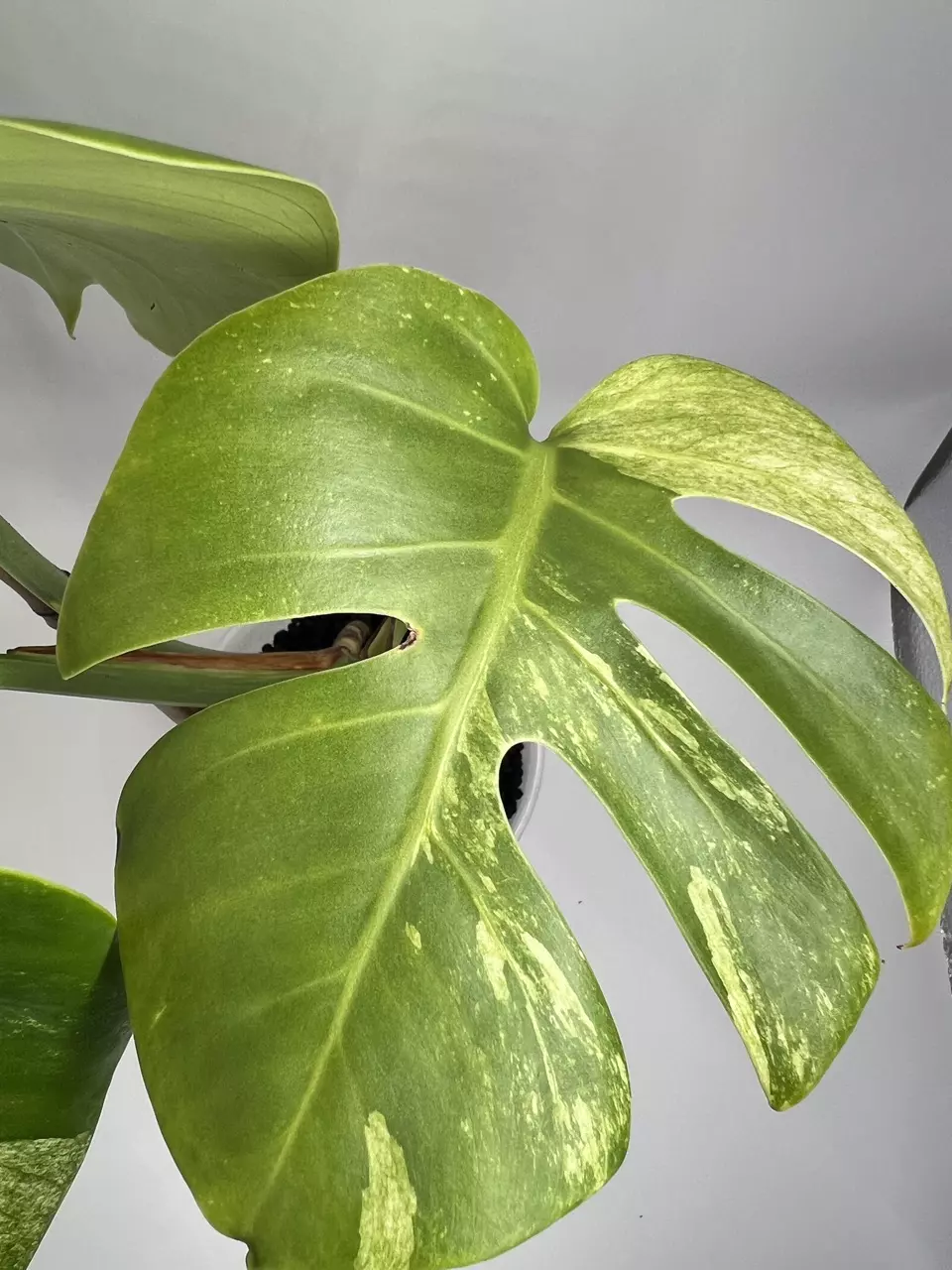 plant/Monstera ‘Jungle Mint’-1