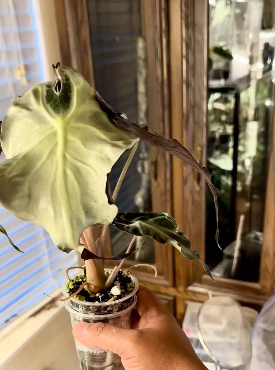 plant/Mature Alocasia Venom (Corm Grown)-0