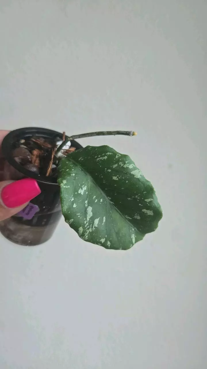 plant/Hoya sp Gunung Leuser 'Monohara'-0