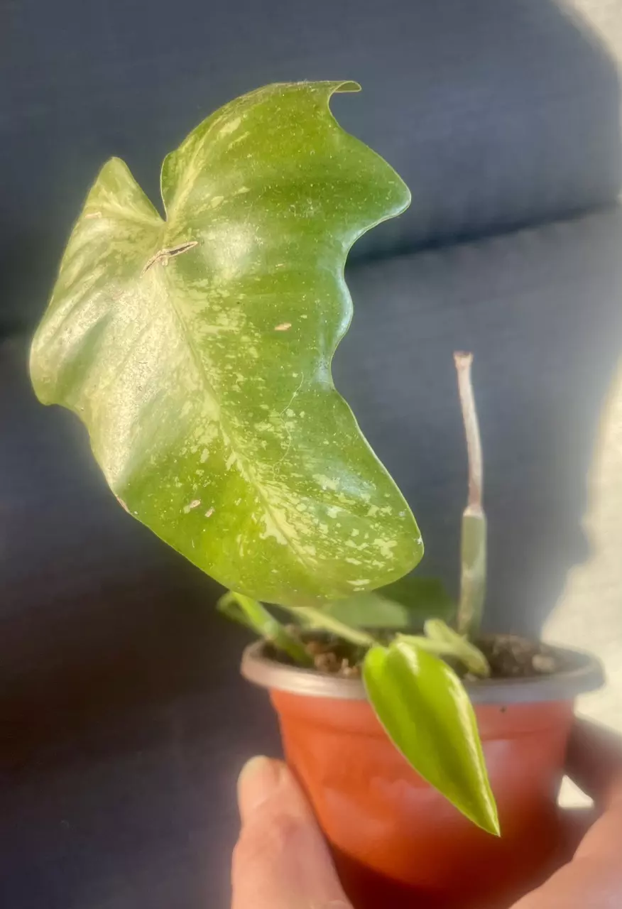 plant/Philodendron mottled dragon-1