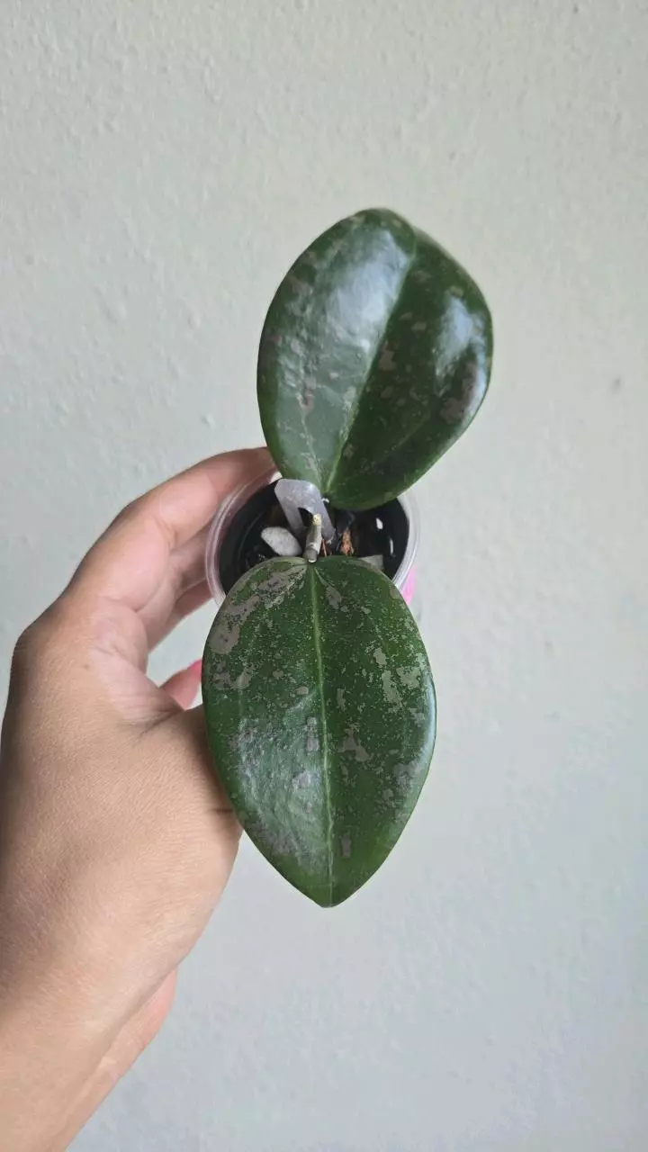 plant/🦄💖Hoya Wibergiae 'Pink Curl' (DMW-001-Q) #9053-0