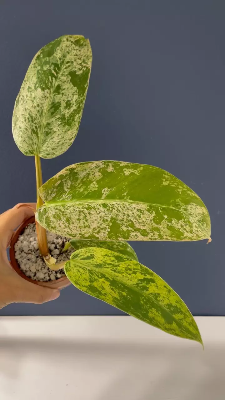 plant/Philodendron Whipple Way Mint-1