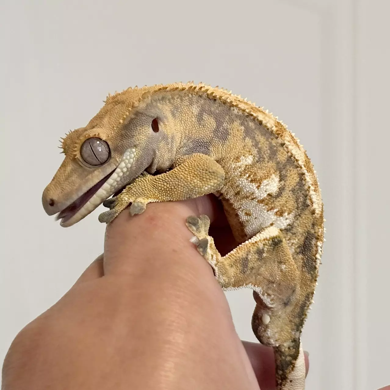 plant/Tricolor Male Crested Gecko-0