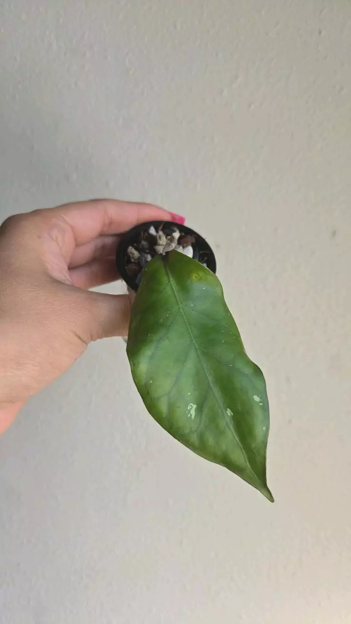 plant/Hoya sp Gumpang AA001 #8337 🦆Ugly Duckling Deal🦆 scroll for mama pic😅-0