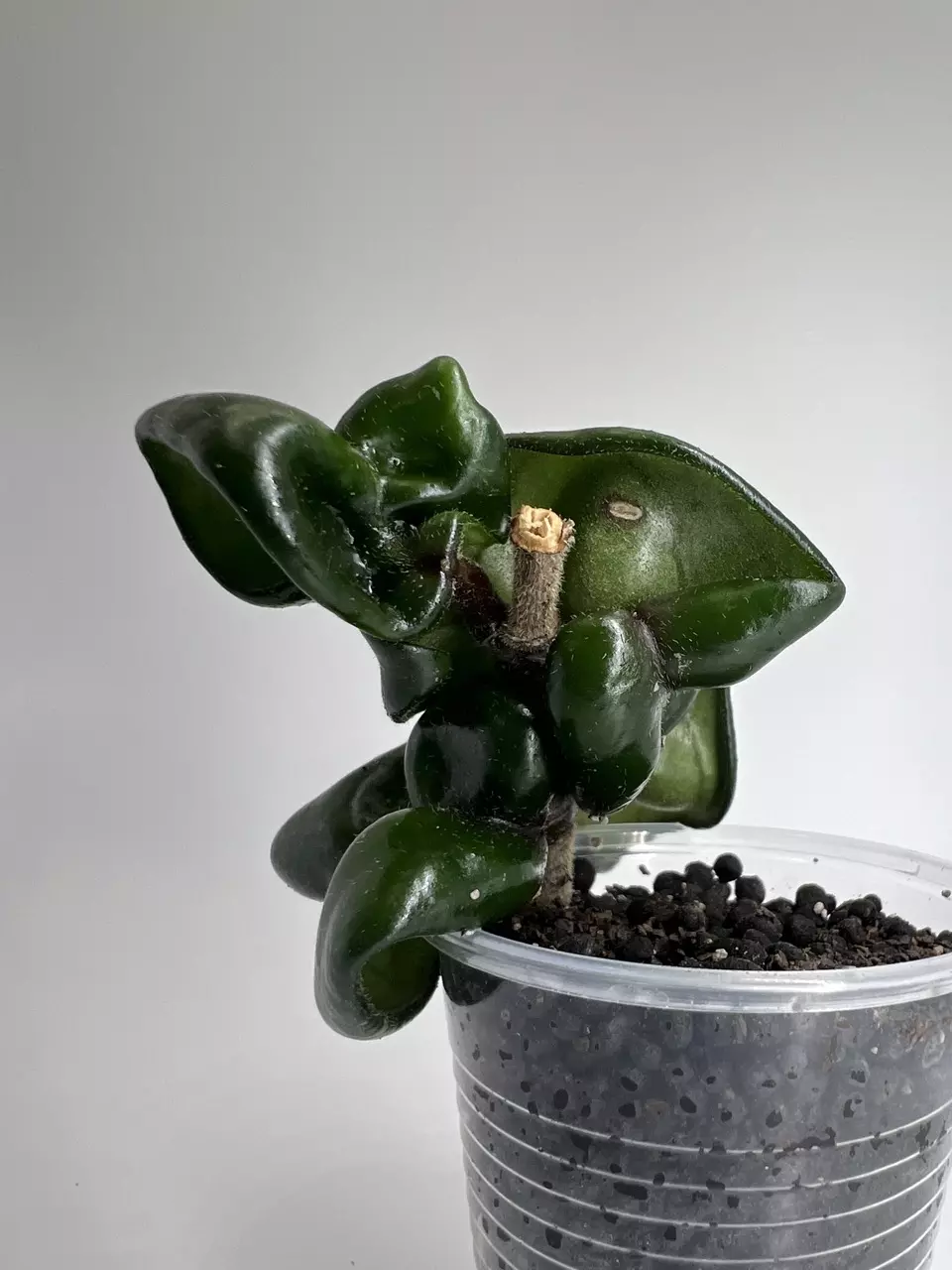 plant/Hoya Compacta ‘Deep Green’-1