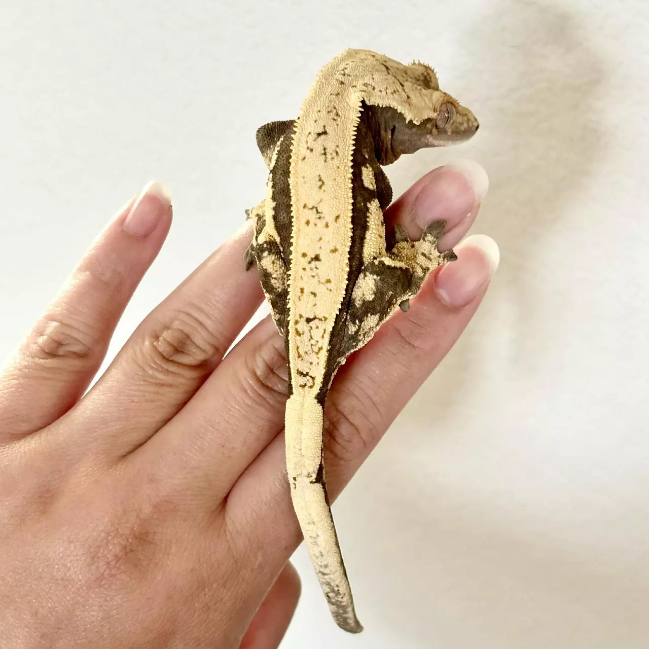 plant/Black and Cream Female Adult Crested Gecko-1