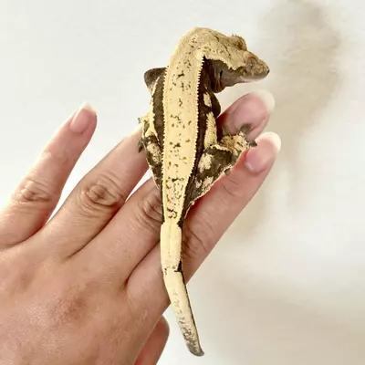 plant/Black and Cream Female Adult Crested Gecko-1-thumbnail
