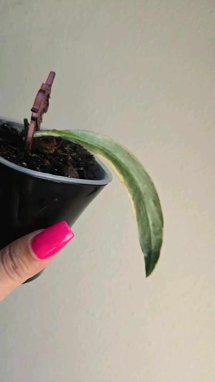 plant/Hoya Sulawesiana Albo in swp-1