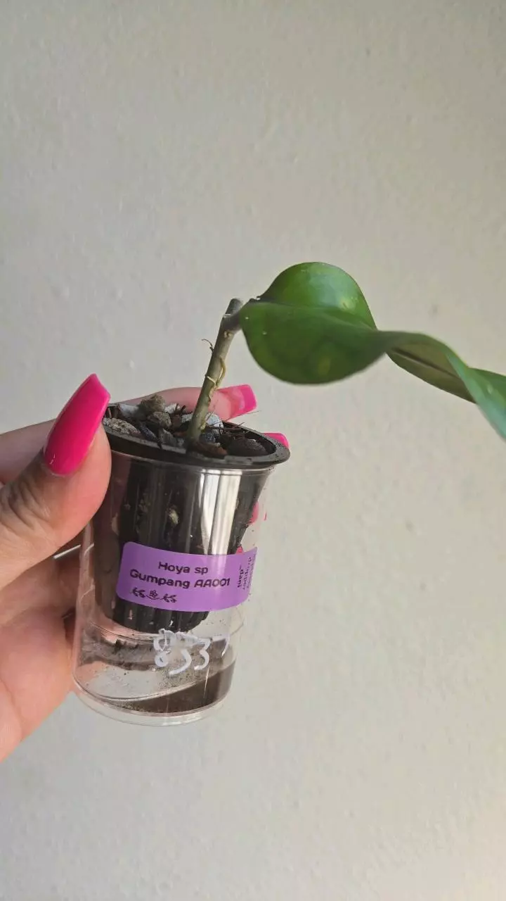 plant/Hoya sp Gumpang AA001 #8337 🦆Ugly Duckling Deal🦆 scroll for mama pic😅-1