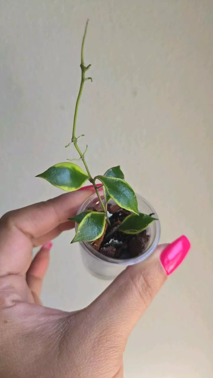 plant/Hoya Bakoensis Albo #9002-1