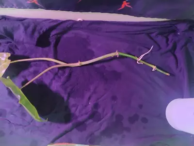 plant/5 Rando Cuttings (not included in BOGO special)-5-thumbnail