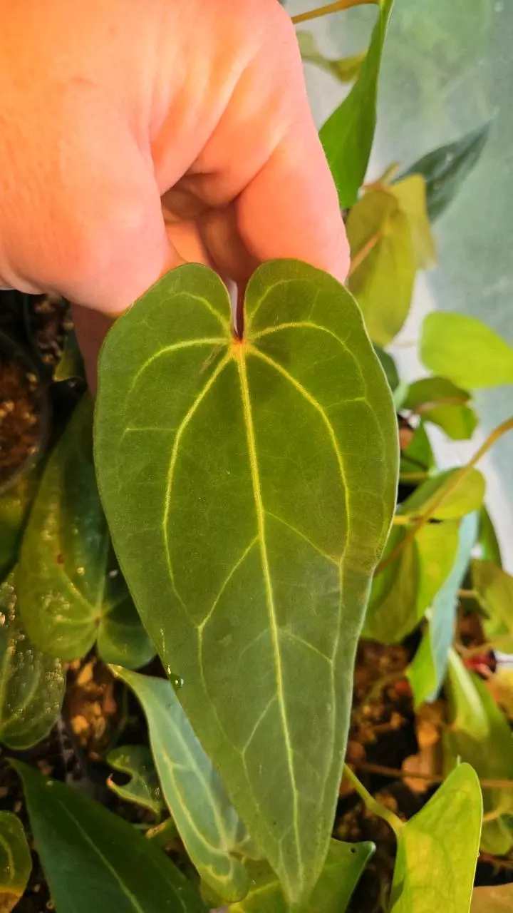 free_shipping/Complex hybrid (ADD ON ONLY)-0