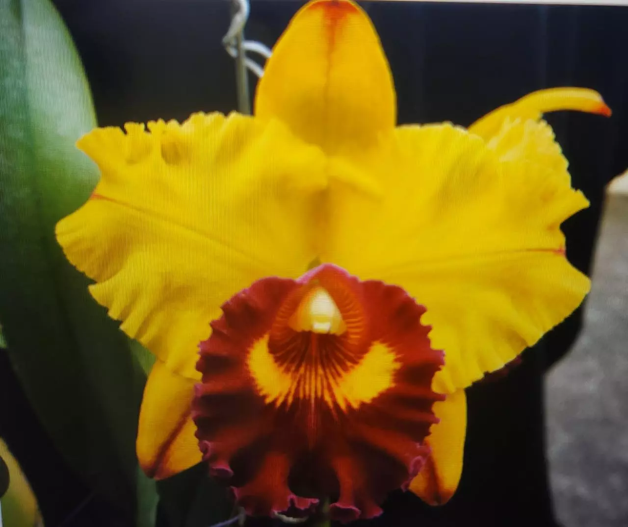 plant/Cattleya Blooming size-4