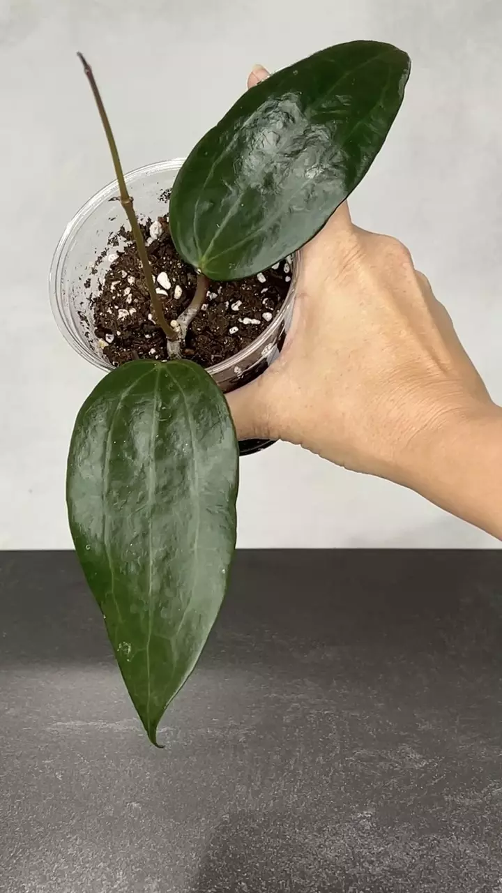 plant/Hoya latifolia (Mt Rimau)-0