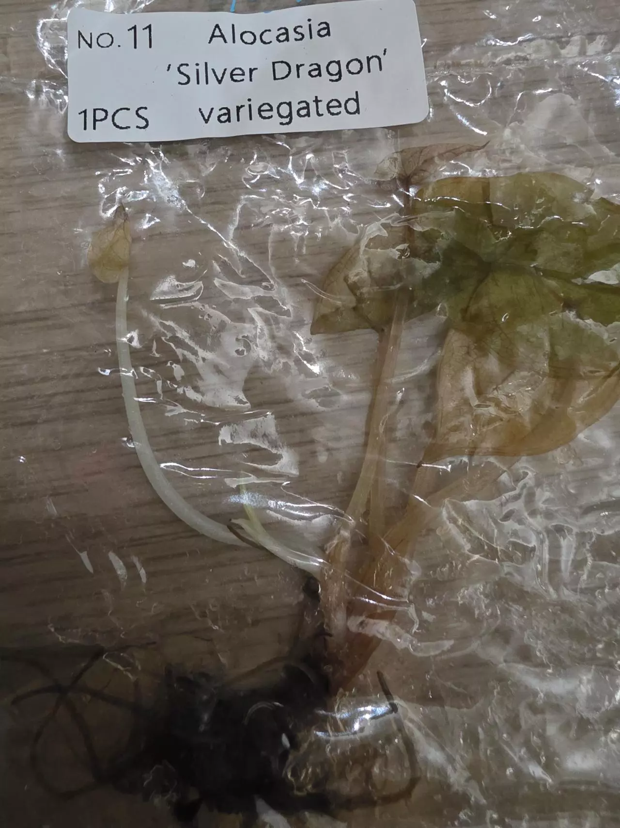 plant/REHAB 4 x tc Monstera Thai Constellation High var & Silver dragon variegated-1