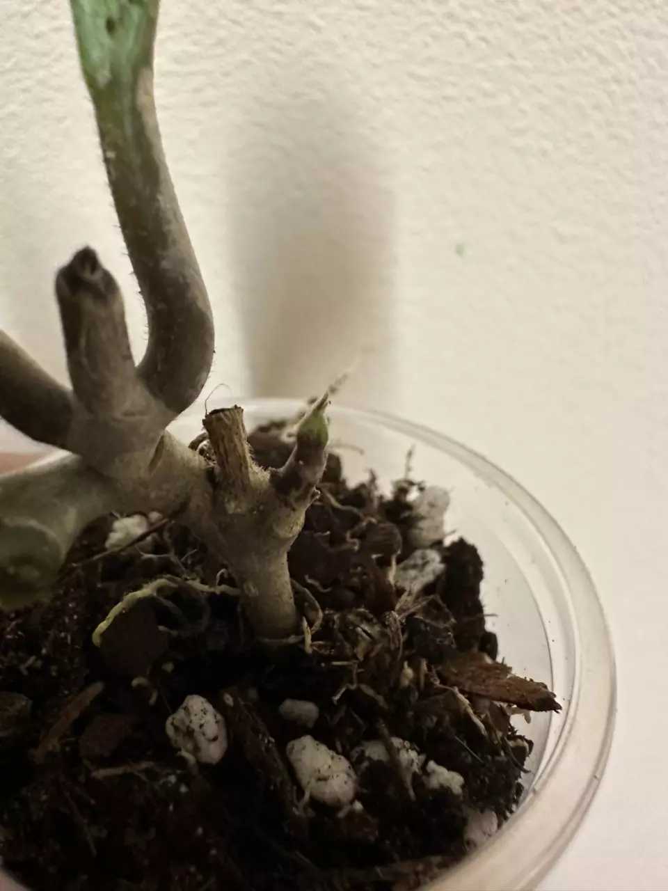 plant/Hoya Fungii with new growth point-1