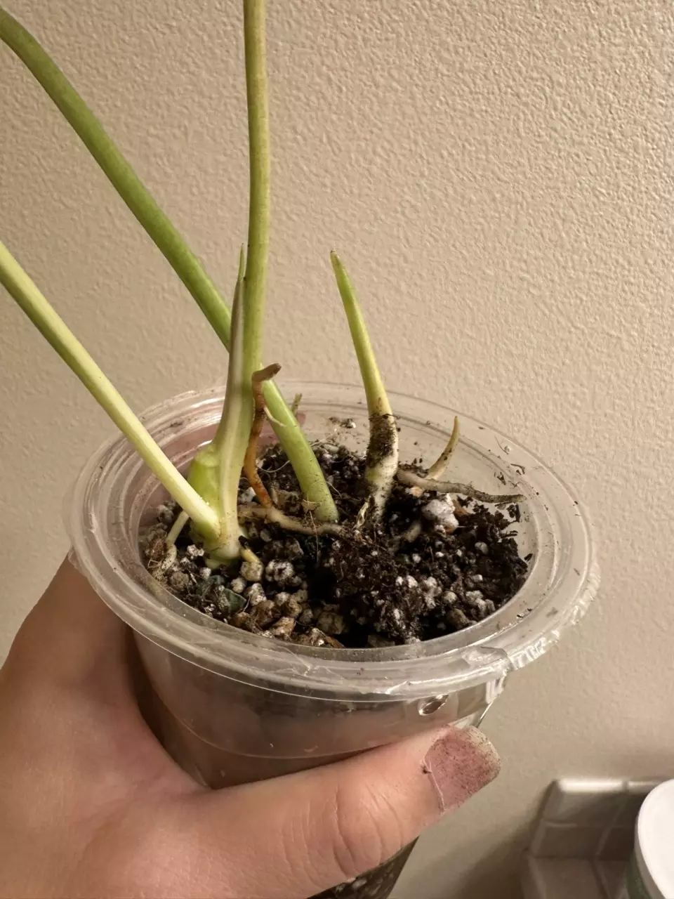 plant/Variegated burle Marx philodendron-2