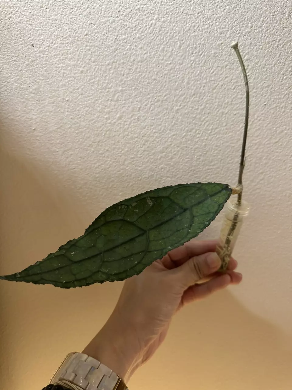 plant/Hoya clemensiorum with new growth point!-1