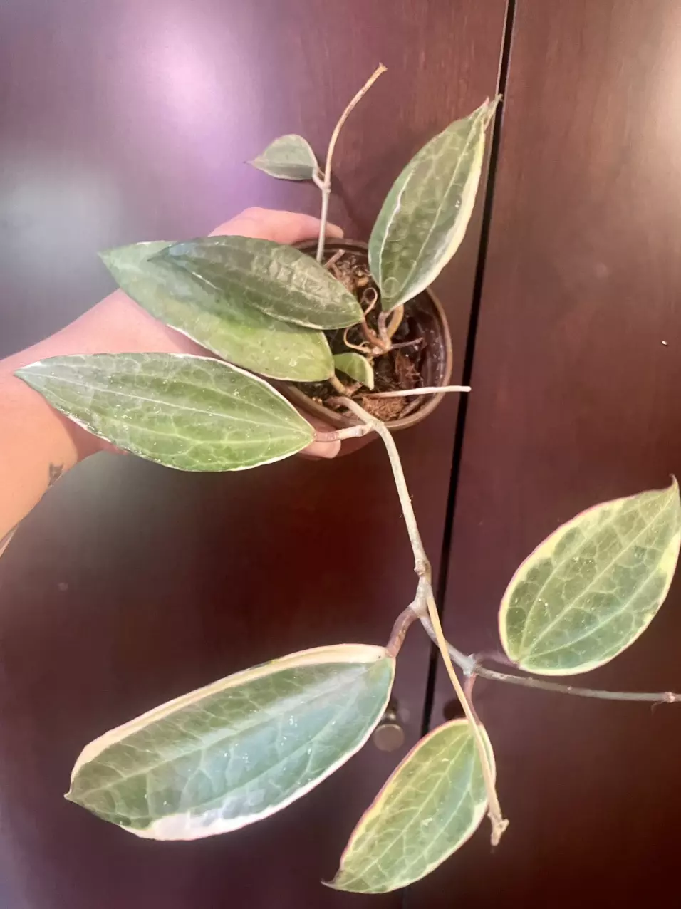 plant/Hoya macrophylla variegated-1
