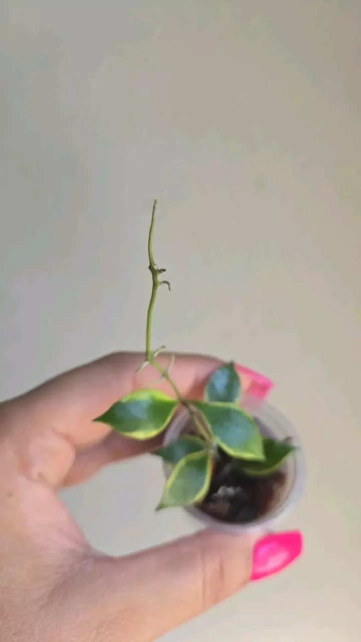 plant/Hoya Bakoensis Albo #9002-4