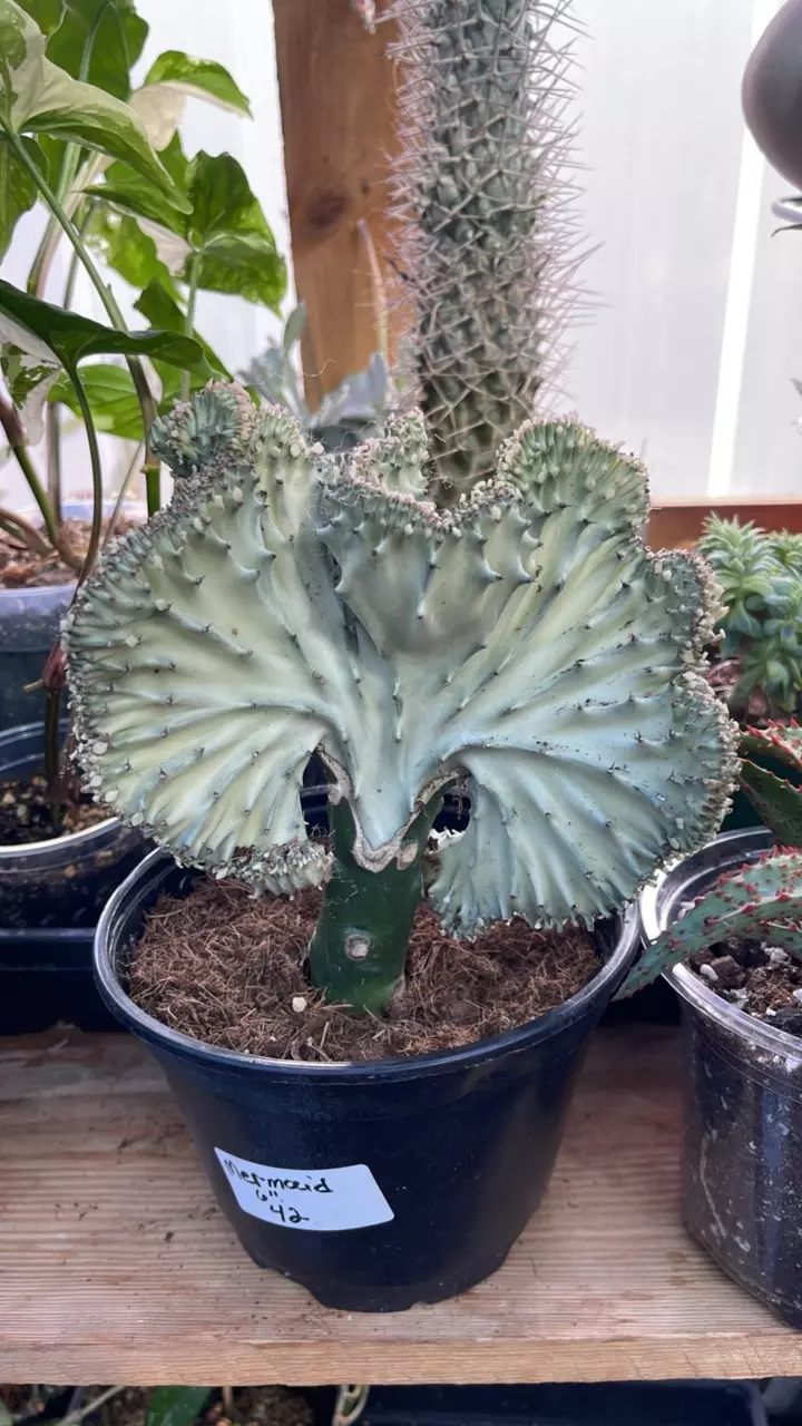 plant/mermaid tail cactus-2