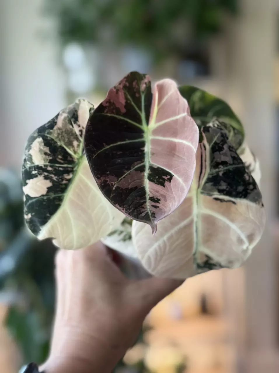 plant/255 Alocasia Pink Black Velvet - CORM D ONLY!-1