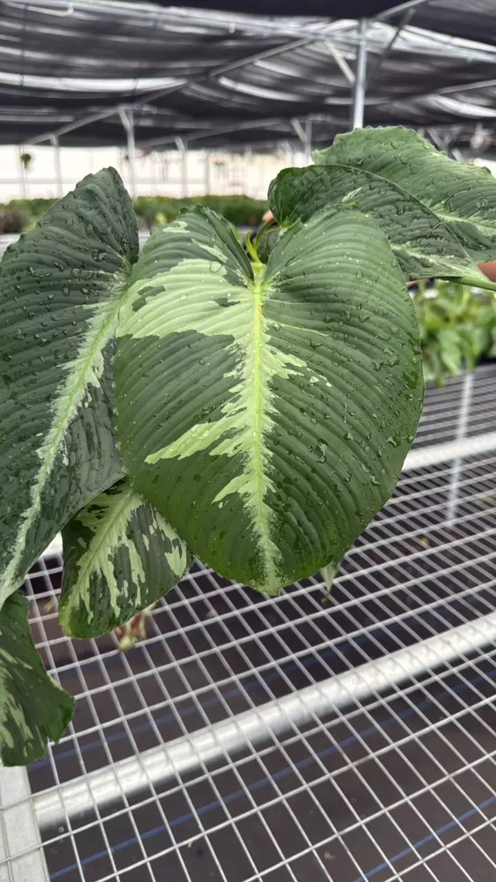 heat_pack/Schismatoglottis sp. 4” pot growers choice-2
