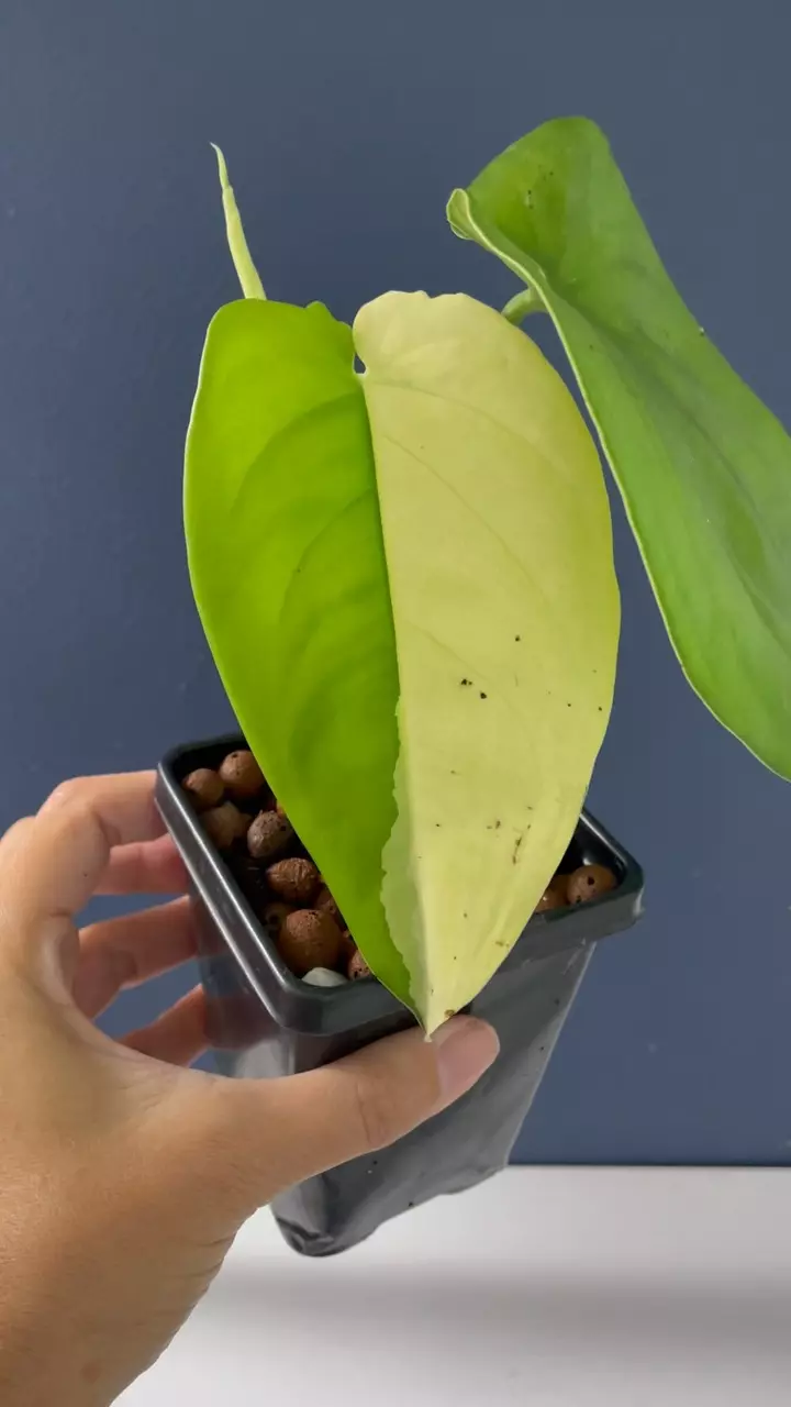 plant/Syngonium Chiapense variegated-1